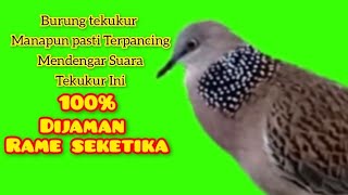 sekali pancing suara Burung tekukur Ini membuat ramai suasana‎⁨ @Pemikat_Burung_112⁩ 
