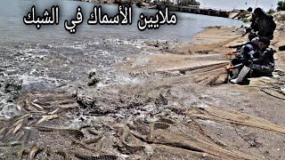 صيد ملايين الأسماك بالمحير(الجري +الكارب والشلك) #نهر الفرات
