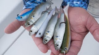 Mullet Run Tarpon Fishing With Hogy Lures 