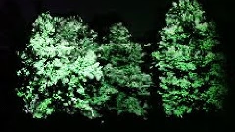 MAPPING ON TREES// Trees Mapping // Apparati Effimeri