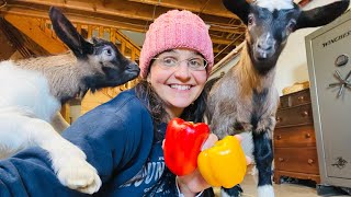 Baby Goats in the House and Everywhere | Time to Plant Pepper Seeds Indoors.