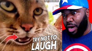 You WILL LAUGH at these Funny Videos - Try Not to laugh 337