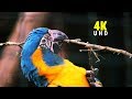 Papageien und Kakadus Vogelpark Walsrode 4K 🦜