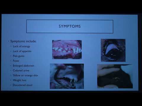 Video: Molekuliniai įrodymai, Kad Babesia Gibsoni Praeina Transovarialiai Haemaphysalis Hystricis (Acari: Ixodidae) Erkėms Iš Taivanio: Naujas šunų Babeziozės Vektorius