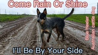 Australian Cattle Dog working in rain short video | Blue Heeler | Cattle Dog by TheAustralianCattleDog 5,939 views 2 years ago 50 seconds