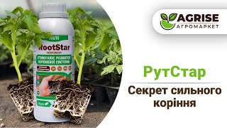 картинка: Секрет Сильного Коріння | Укорінювач РутСтар