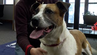 Meet Mango, our Adoptable Pet of the Week