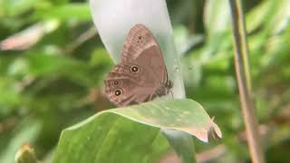 Diana Treebrown Butterfly (Diana Treebrown) - May 22, 2023 - Shigu Scott シグ・スコット