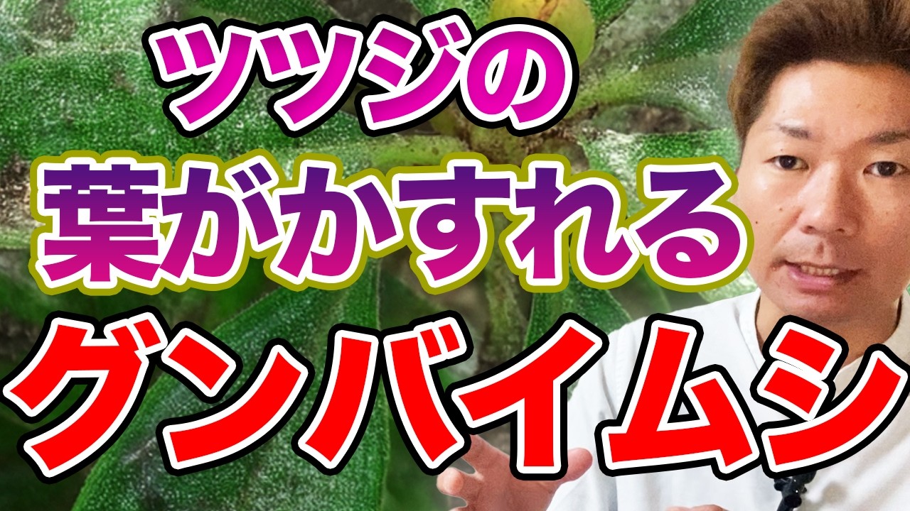 そこらへんの落ち葉 Leaves are faded] How to get rid of and control the azalea