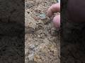ww1 russian bunker excavation from rigasfrontline easternfront #german #ww1 #digging #deus #ww2