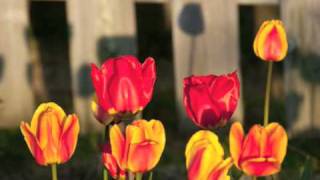 Beautiful Spring Blooms Slideshow