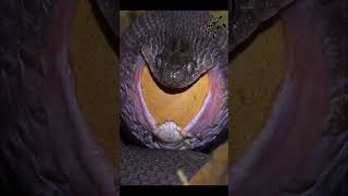    Nayi Mala  Snake