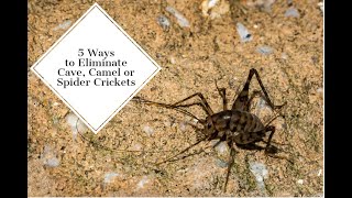 5 Ways to Eliminate Cave Camel or Spider Crickets