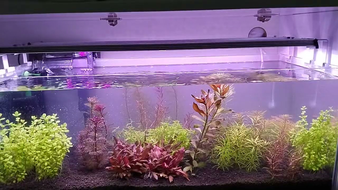 Akvaryumda haftalık dip çekimi Tankımızdaki bulanıklık sorununu bir nebze olsa çözdük