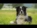 Border Collie Herding Demonstration