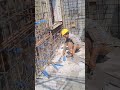 Wall tie fixing work #mivanconstruction #construction #shortvideo
