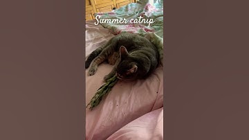 CATNIP😂 #catnip #cats #funnycat #siblings #afroman #becauseigothigh #uk