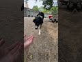 Besties subscribe! ❤️ #nycdogs #doggielife #dogshorts #fypシ #dogs #dogpark #pov #puppy #doggie