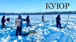 КУЮР