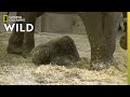 Baby Elephant Meets Her Aunts | Babies of the Zoo