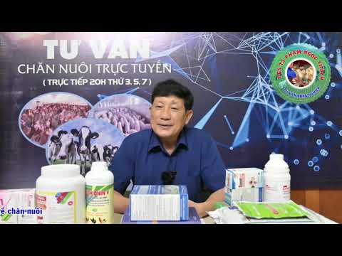 Video: Fistulated Cows - Thánh Của Thế Giới Động Vật - Chữa Lành Bệnh Cho Bò Bằng Bò Tốt