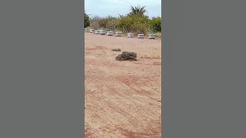 سورة النحل قارآ ياسر