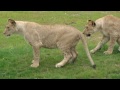 Playing lion cubs