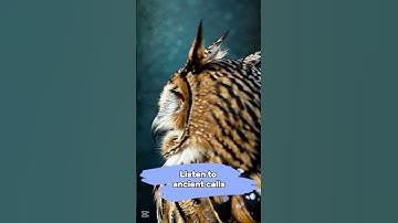 Owl Call Ringtone 🦉 | Mysterious & Powerful Sound for Your Phone #birds #birdsound #birdsong