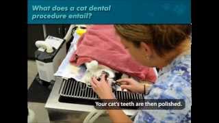 Cat Doctors - Cat Dental Procedure by TampaBayVets 4,921 views 9 years ago 3 minutes, 4 seconds