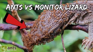 I Gave My Fire Ants a Monitor Lizard