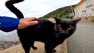 猫の島で防波堤に座ったら猫が次々と集まってきた