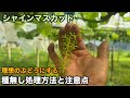 シャインマスカットを理想のぶどうにするために〜種無し処理の効果的な方法と注意点〜2026-05-16