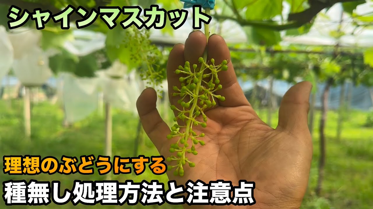 シャインマスカットを理想のぶどうにするために〜種無し処理の効果的な方法と注意点〜2026-05-16