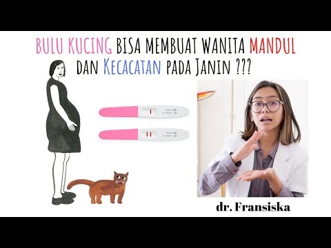 Video: Bisakah Seorang Gadis Yang Belum Menikah Atau Seorang Wanita Lajang Mendapatkan Kucing?
