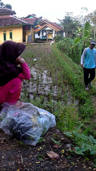 Serunya musim panen satu kampung turun ke sawah  #kehidupandesa #musimpanenpadi #villagevlog #sawah