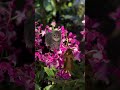 Rat and cat dance￼