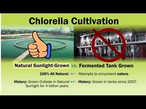 Video: Gaano katagal bago lumaki ang Chlorella?