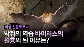 배설물 채취 알바까지…‘바이러스 숙주’ 박쥐는 억울하다