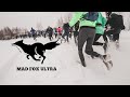 Mad Fox Ultra - как это было...