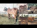 One of the best Gir cows collection of Surat | 9081271242 | Gujarat Gir cows