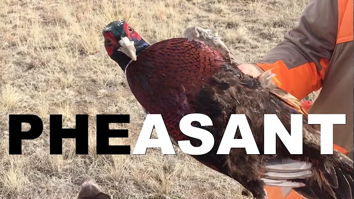 Pheasant Hunting - Colorado (Rocky Mountain Roosters)