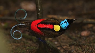 Wilson's Bird-of-Paradise