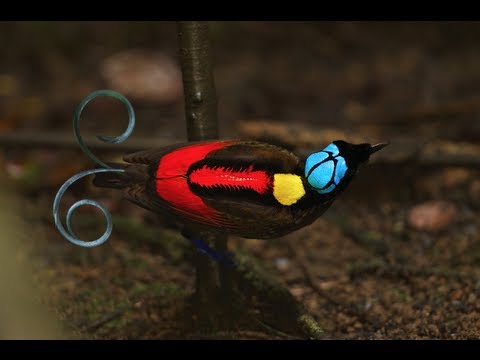 Wilson's Bird-of-Paradise