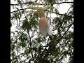 Nesting Colonies of Cattle Egrets #birds