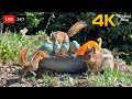  247 live cat tv for cats to watch  cute birds funny squirrels 4k