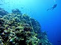 Mike ball dive trip january 2023  bougainville reef and ribbon reefs