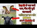 How to check animal's tag ID || जानवरो की TAG ID से पता करे पुरी Details