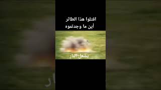 انظر الي هذا الطائر الغريب يحرق النار في اي مكان يمشي فيه #sorts