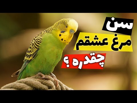 تشخیص سن مرغ عشق باجریگار جوان یا پیر بودن مرغ عشق 