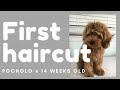 FIRST HAIR CUT -14 WEEKS OLD - Cockapoo Dog-VLOG7